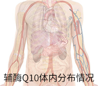 辅酶Q10体内分布情况
